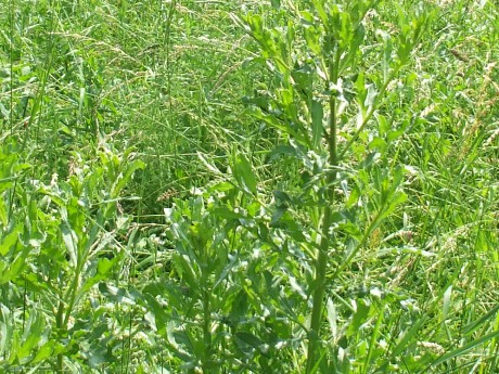 fotky 2013 rozne 019